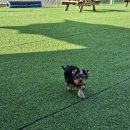 견인지역 애견운동장 유치원 김포점 이미지