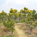 황금 소나무 이미지