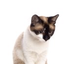 나와고양이 이미지