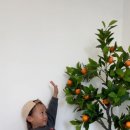 오브제 애월 이미지