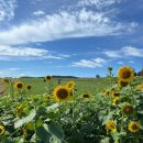 해바라기식당 | 고창 꽃축제 가볼만한곳 - 보리나라학원농장 해바라기 만개🌻 학원농장식당 꿀맛후기