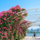 뚝섬한강공원-63 이미지