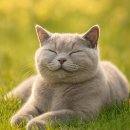 고양이분양 온리캣 이미지