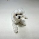 김포동물병원 이미지