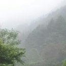 바위산약초