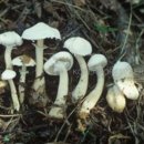 흰분말낭피버섯 이미지