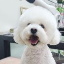 엔조이펫 이미지