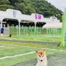 도담목장 이미지