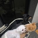 힐스 펫살롱 | 경기 광주 애견미용 아이의 성격과 컨디션에 맞춰 편안한 시간을 제공하는 곳 힐스 펫살롱