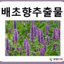 감초온누리약국 네이버블로그