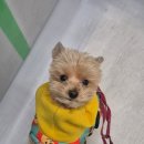 아껴줄개 이미지