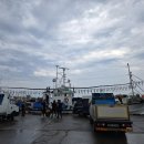 속초 동명항 오징어 난전 연안호 이미지