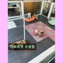 마리오펫 이미지