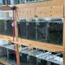 엔젤인어항 | 아산 온양온천 힐링 가득 이색데이트 카페 엔젤인어항 후기