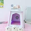그리시아 화이트 매직 이미지