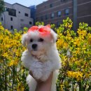 프리펫시티 이미지