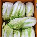 알배기
