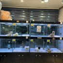 광주강아지분양 애견만세 이미지