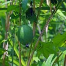 하늘타리 이미지