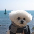 읍천항 화장실 | 애견동반 나들이 양남 주상절리 소리바다길