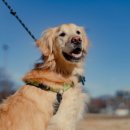 꾸미는 강아지 이미지