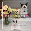 새콤달콩 | 강아지 생일 케이크 / 새콤달콩 시흥시 수제간식&amp;케이크 내돈내산 후기