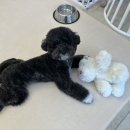 댕댕그루밍 이미지