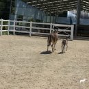 하당목장 이미지