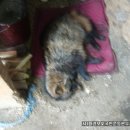 포천대신동물병원 이미지