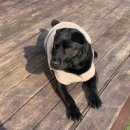 슈슈댕 천안두정점 이미지