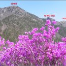 진례산(영취산) 진달래꽃 개화 소식(4.11일) /전남 여수 이미지