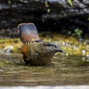 Blue-winged Laughingthrush 중국 백화령 이미지