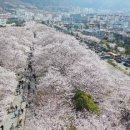 벚꽃 즐기지 말기 Or 벚꽃 안 쳐다보기 ㅎ 이미지