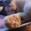 야옹이발바닥 이미지