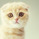 더원고양이동물병원 이미지