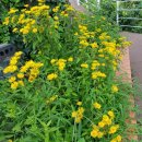 하얀낭만 이미지