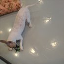 러블리독 이미지