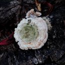 조개껍질버섯 이미지