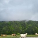 대박목장 이미지