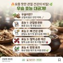 ◎ 요즘 핫한 관절 건강의 비밀 우슬(쇠무릎)의 놀라운 효능 이미지