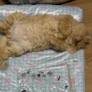 고양이 무마취미용 네발바닥 | [보리] 구로구 고양이 무마취 미용 , 하이냥이 다녀왔어요.