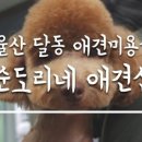 모찌애견샵 이미지