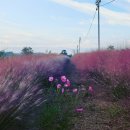 나비,날아오르다 이미지