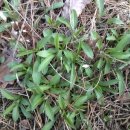 천문동 농장 이미지