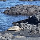 블랙비치 | 빅아일랜드 블랙샌드비치 100% 거북이 볼 수 있는 해변가