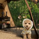 더숲캠핑장 | 🌲춘천 더숲캠핑장 후기 숲속 힐링 감성 가득한 동계캠핑 명소 🌲