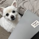 핑크 펫 하우스 | 초코펫하우스 강아지계단 강아지슬라이드 후기