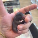 혈도농장 이미지