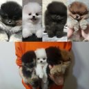 메르시몽프레 포메분양&애견카페 이미지