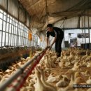 우리유황오리영농조합법인 이미지